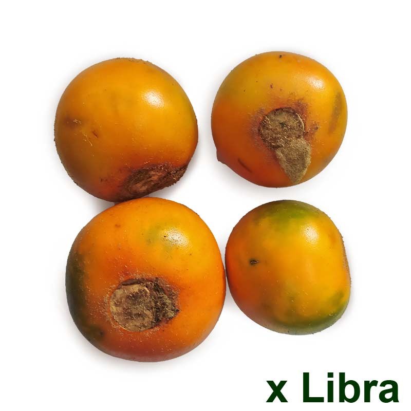 Lulo x lb de Pequeñas Fincas