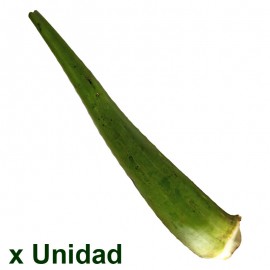 Penca de Sábila x unidad