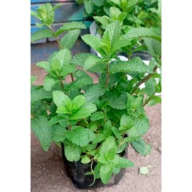 Planta de Yerbabuena x Uni
