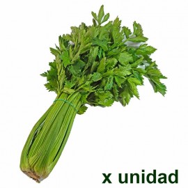 Apio orgánico x Unidad Pequeñas Fincas Subachoque