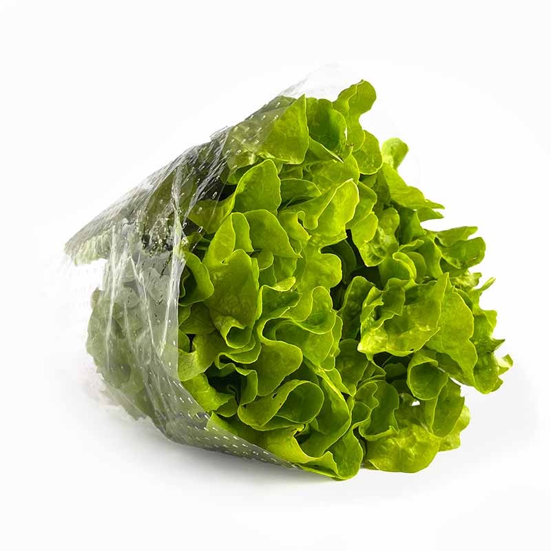 Lechuga Roble Verde orgánica x unidad