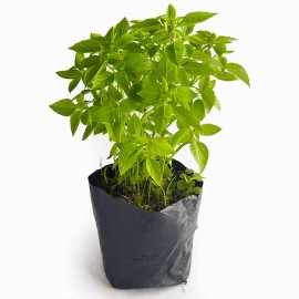 Planta de Albahaca x Uni